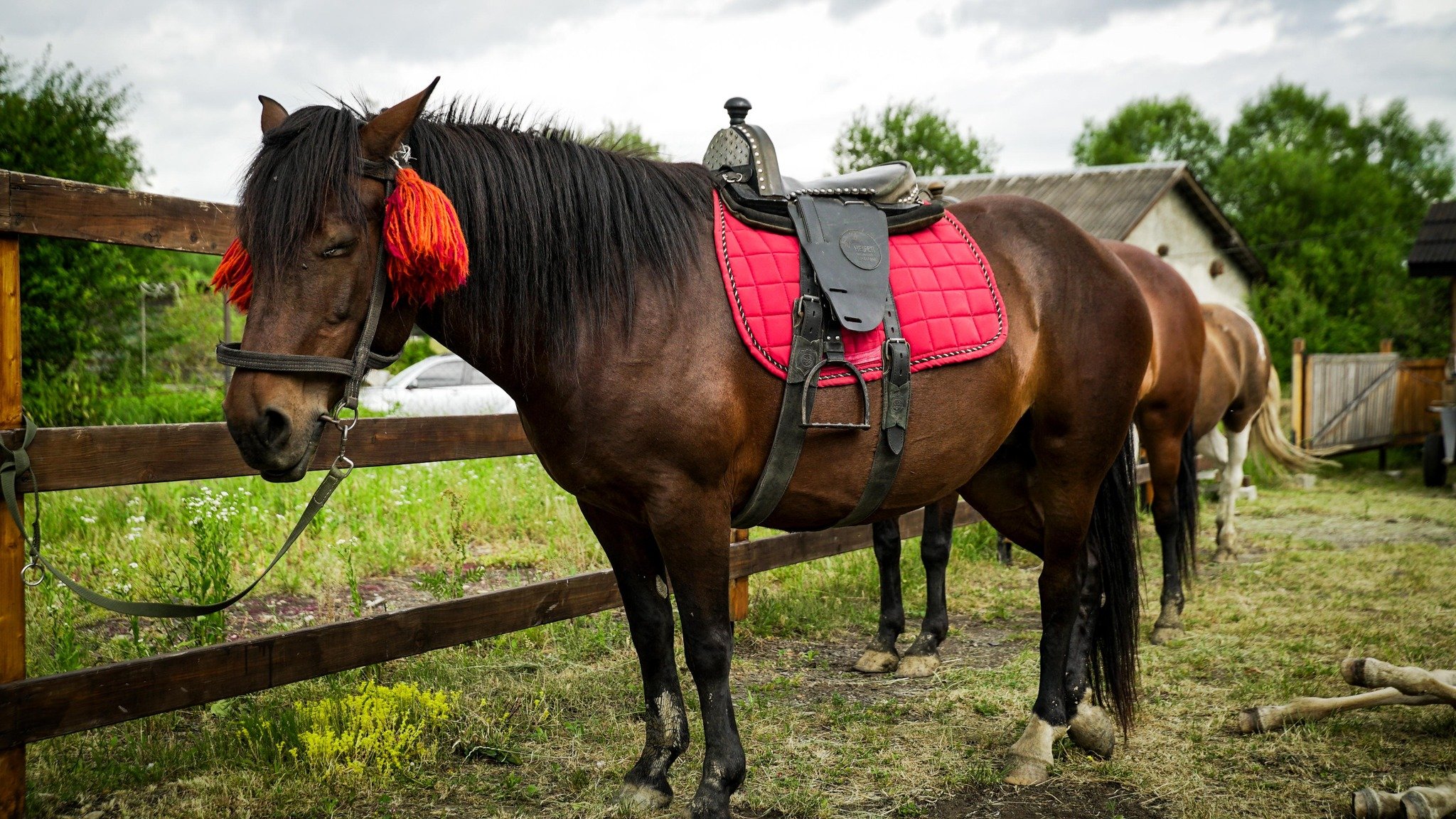 фото Юрія Павлишинця