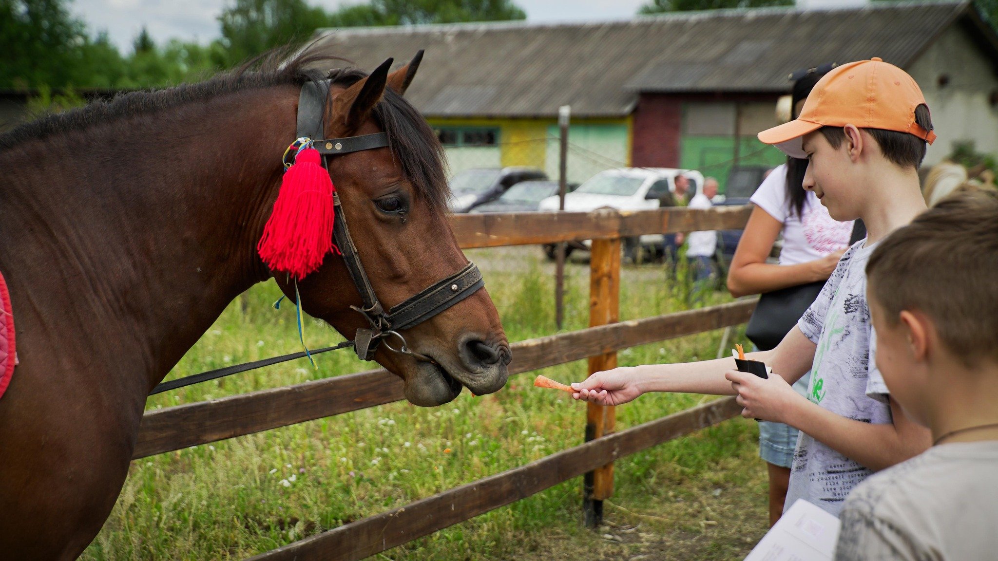 Коней використовують для іпотерапії (фото Юрія Павлишинця)