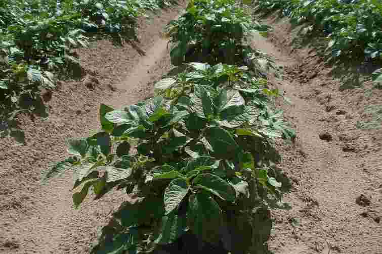 Зрізати чи залишати: що робити з високим бадиллям на картоплі