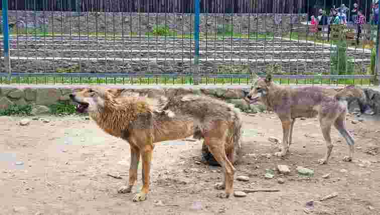 Зоозахисники повідомили про експлуатацію вовків у відомому екопарку на Закарпатті