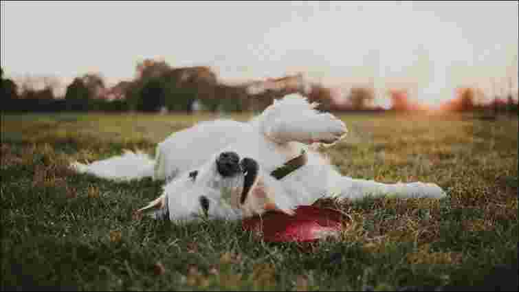 Ваші собаки будуть у захваті: яка рослина викликає ейфорію у ваших улюбленців