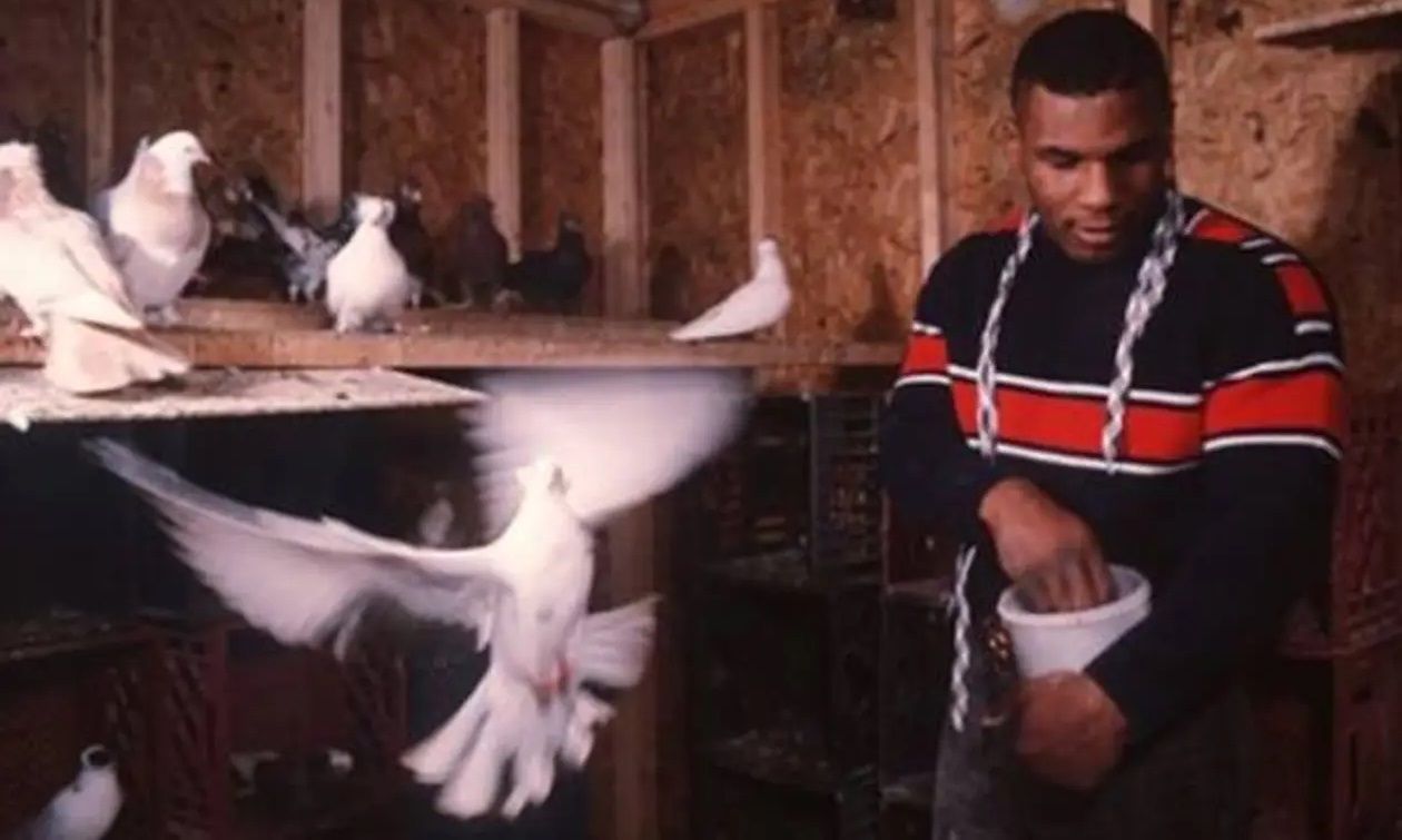 Майк Тайсон і його голуби