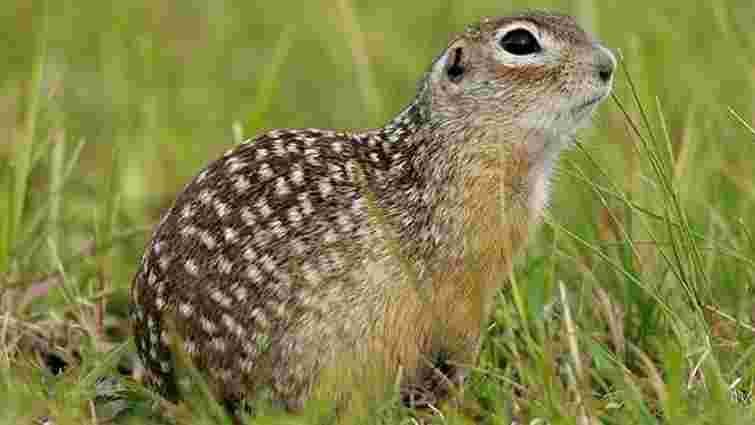 На Львівщині проведуть толоку для захисту місць проживання рідкісного ховраха