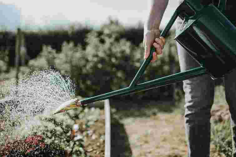 Посівний календар на липень 2025 року: що і коли садити на городі та в саду
