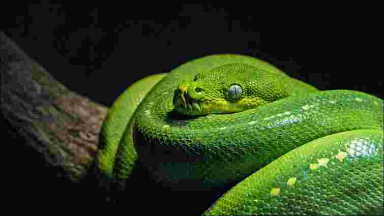 Ваша домашня змія відмовляється від їжі: у чому причина та як все виправити