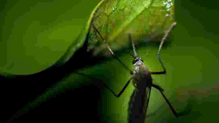 Як позбутися надокучливих комарів на дачі надовго: 13 рослин, що відлякають комах