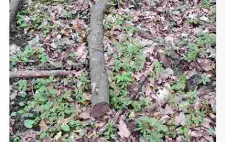 Конфіскований у тернополянина стовбур граба продали на аукціоні за 1550 грн