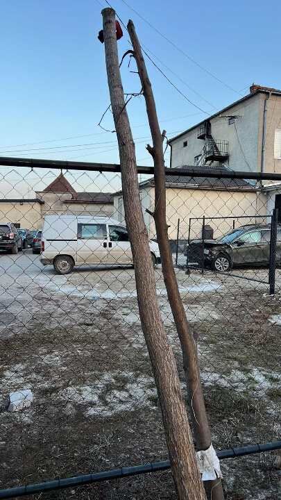 В липні на аукціоні пропонують купити дві гілки береста за 75 грн