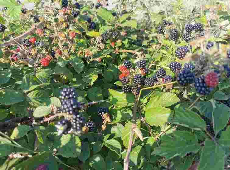 Ожина може перетворити сад на справжній жах: 6 причин, чому варто уникати цього куща