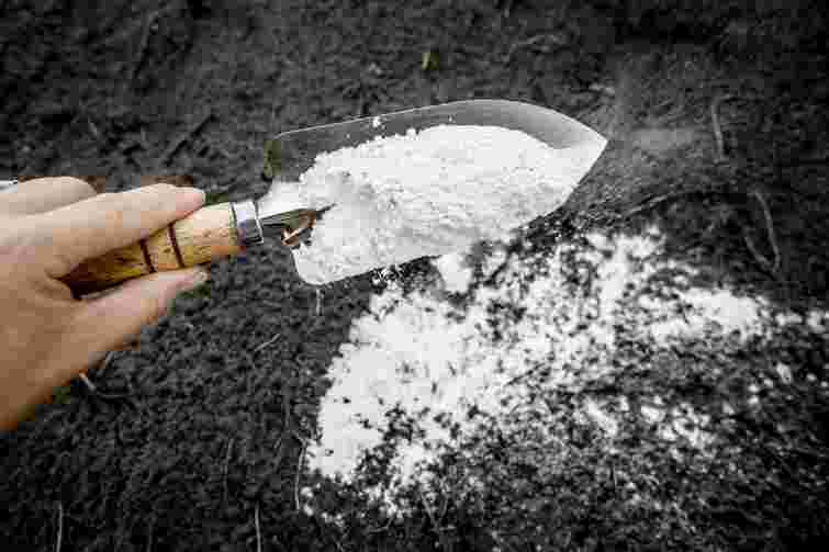 Чи потрібно вапнувати землю влітку: найкращий час та спосіб застосування вапна на городі