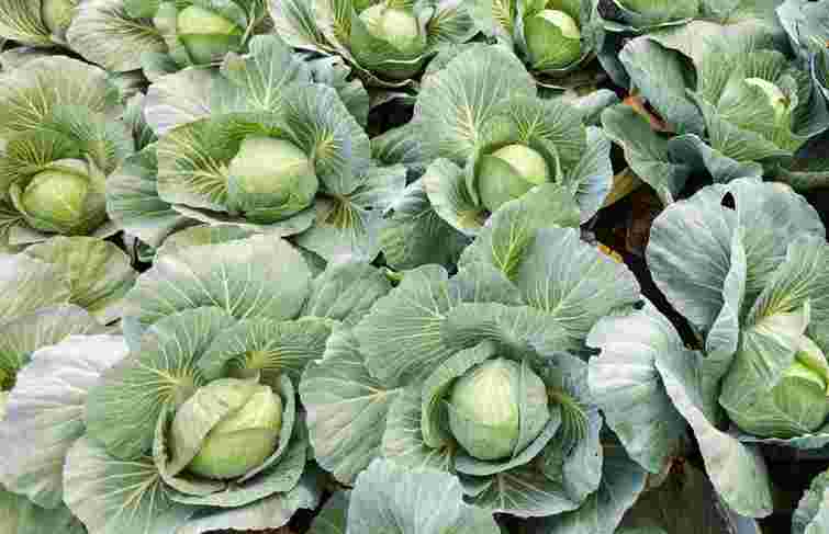 Голівки капусти бутуть величезними, як кавуни: рецепт суперпідживлення

