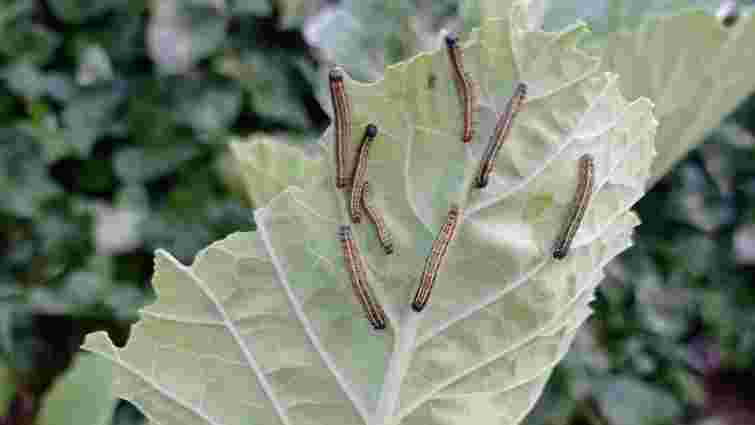 Слимаки й гусениці атакують капусту, але ще не все втрачено: як врятувати урожай