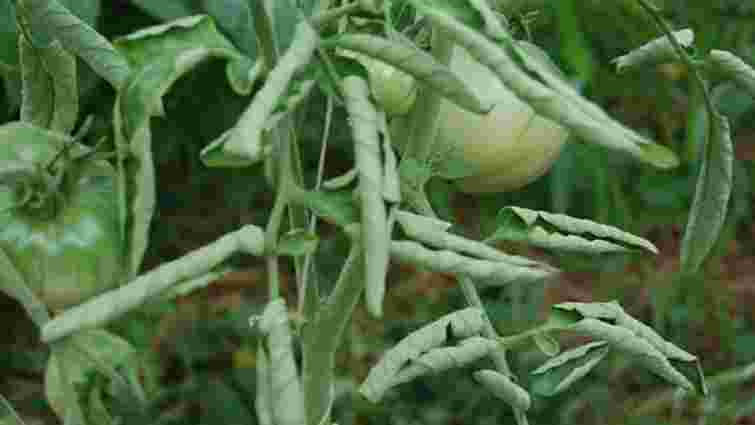 Листя на помідорах почало скручуватися: у чому причина та як врятувати рослину