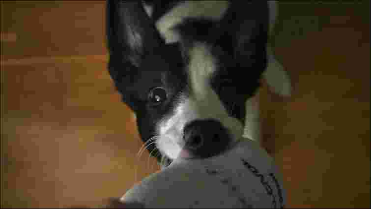 Не просто гра: чому важливо навчити собаку команди «відпусти» 