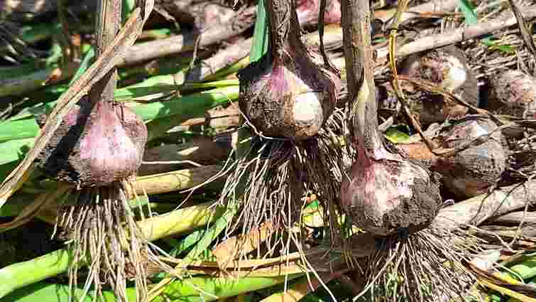 Як зрозуміти, що часник пора викопувати: основні ознаки дозрівання