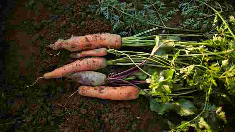 Усі овочі люблять добрива: які універсальні підживлення використати для щедрого врожаю