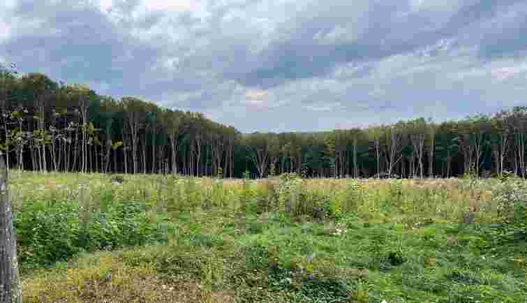 Керівників держлісгоспу на Тернопільщині викрили в незаконних рубках на 57 млн грн
