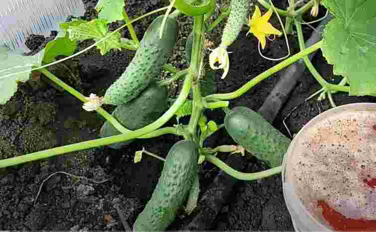 Соковиті огірки до самих заморозків: як максимально продовжити їх цвітіння