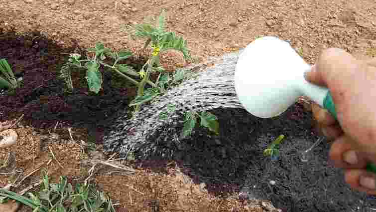 У липні помідори треба поливати інакше: скільки води потрібно для якісного врожаю