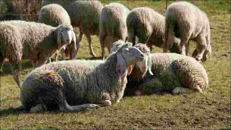 Вовна буде найвищої якості: коли та як стригти овець правильно