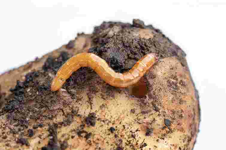 Невидимий ворог картоплі: як позбутися дротяника назавжди