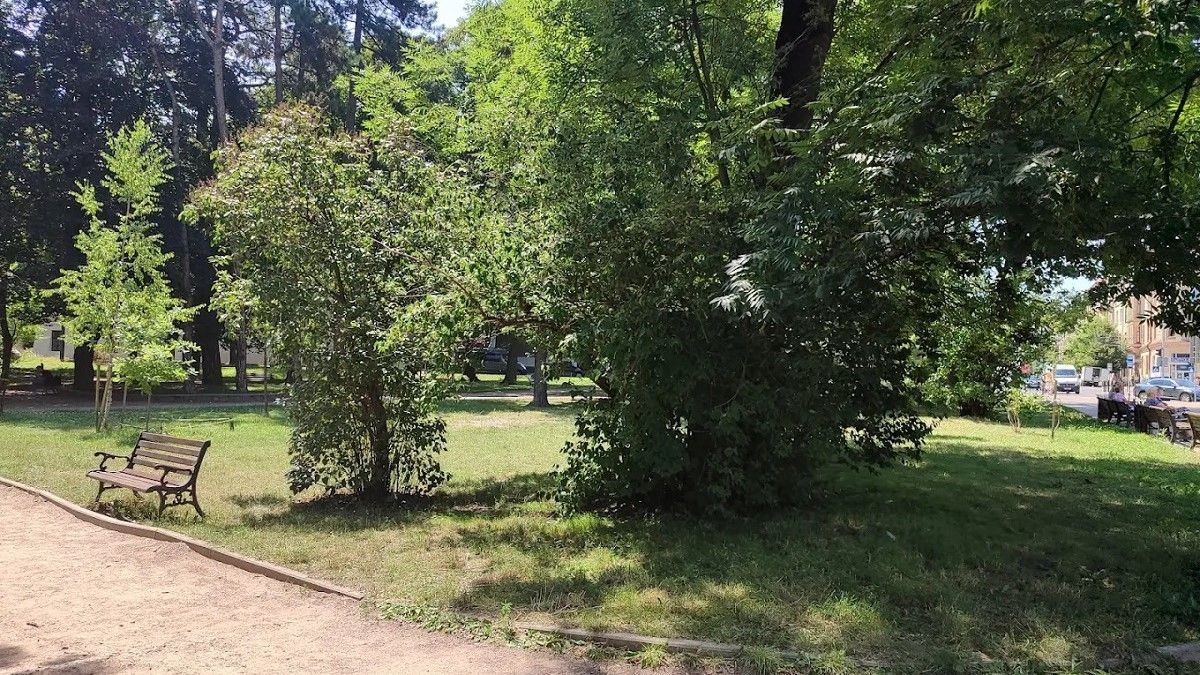 У Львові створять перший в Україні науковий центр зі збереження старовікових дерев