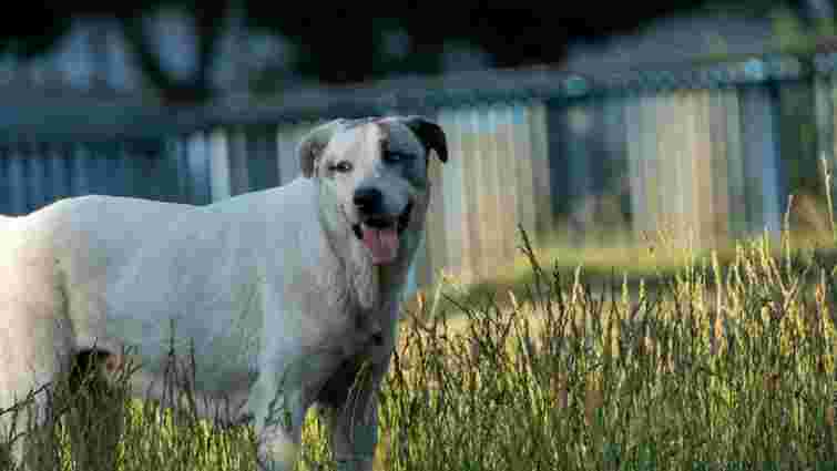 Як охолодити собаку в спекотні дні: поради для відповідальних власників 