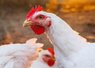 Компанія братів Добкіних побудує на Волині нову птахофабрику на 6 млн бройлерів