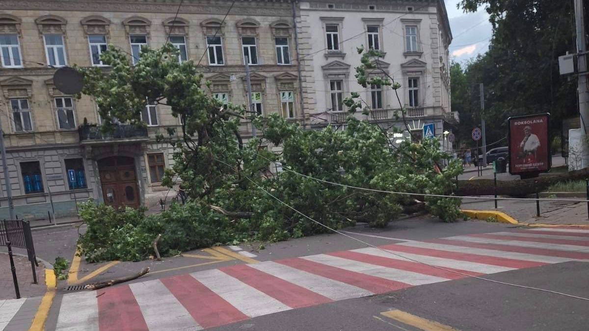 Раптовий буревій повалив дерева у Львові та області
