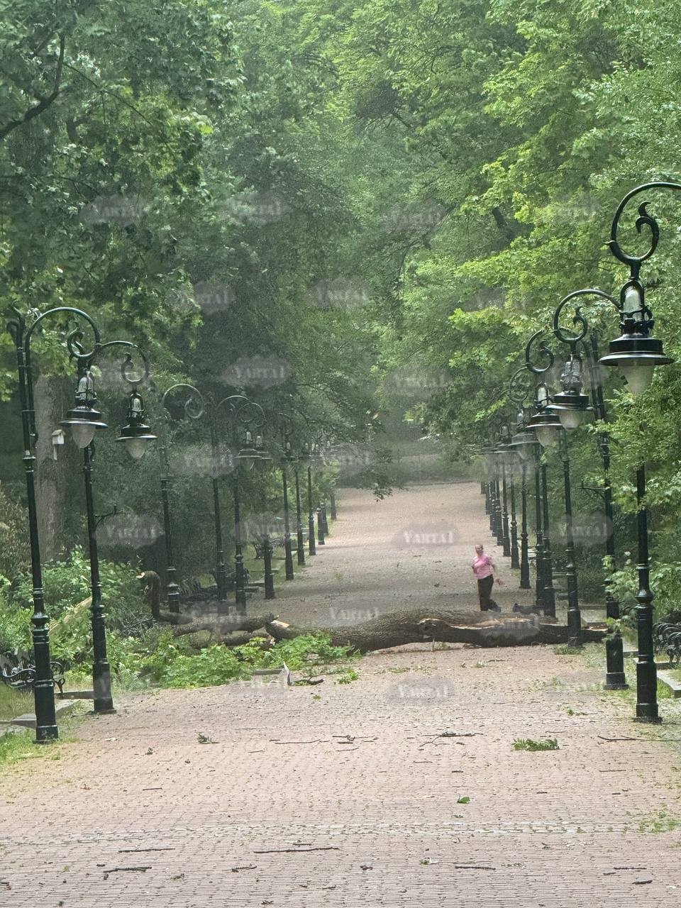 Дерево в парку Франка (фото з Варта-1)