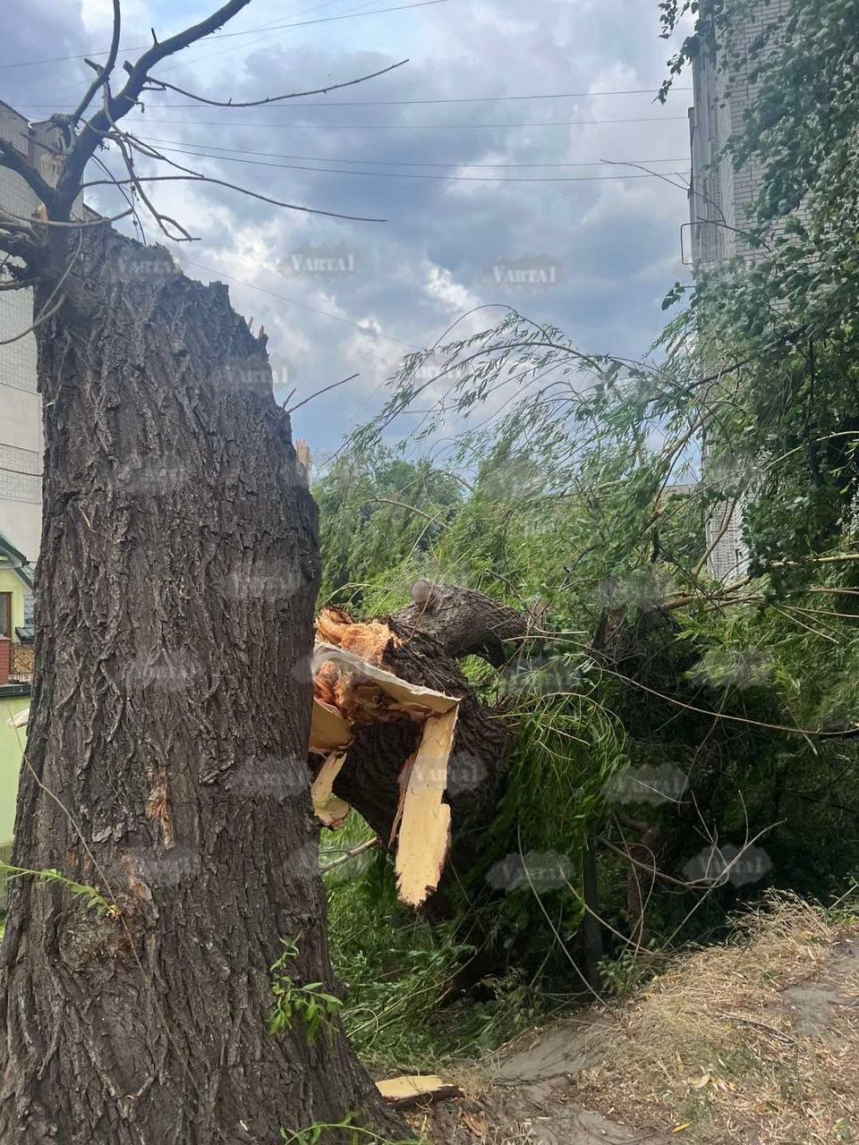 Повалене дерево на вул. Варшавській (фото з Варта-1)