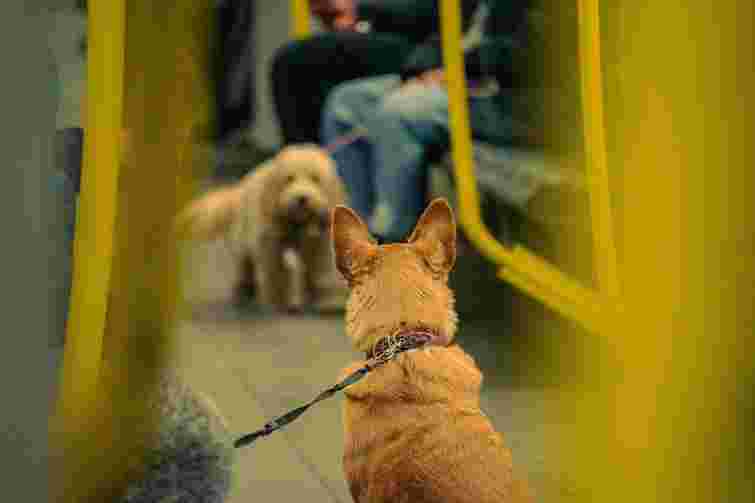 В Україні затвердили єдині правила перевезення тварин в автобусах 