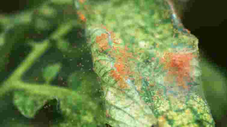 Павутинний кліщ атакує перець: як позбутись шкідників за один раз народними засобами