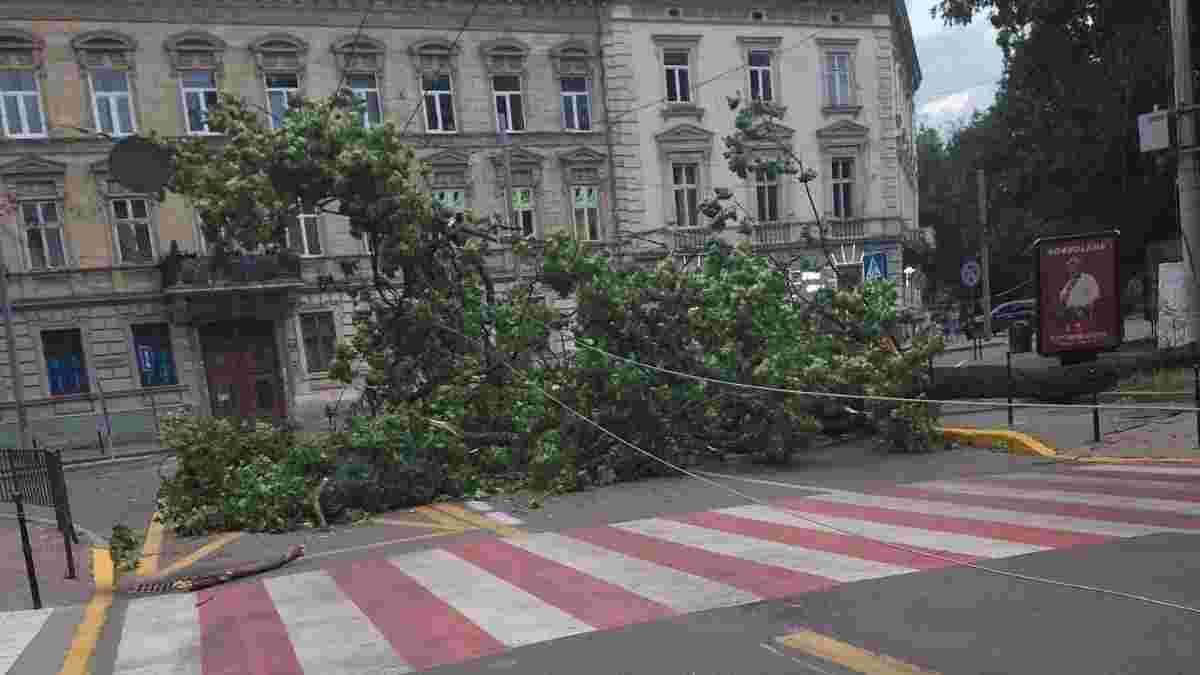 У Львові очікується буревій, містян закликають бути обережними