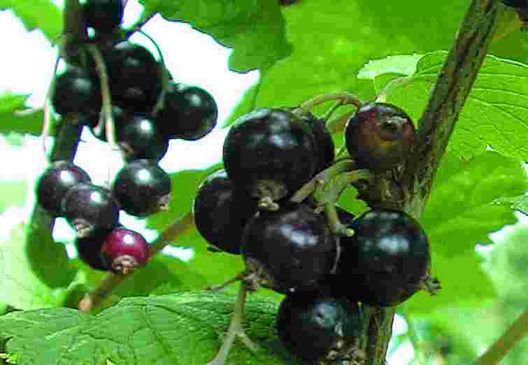 Не забудьте про смородину після збору ягід: чим її треба обовʼязково підживити в липні
