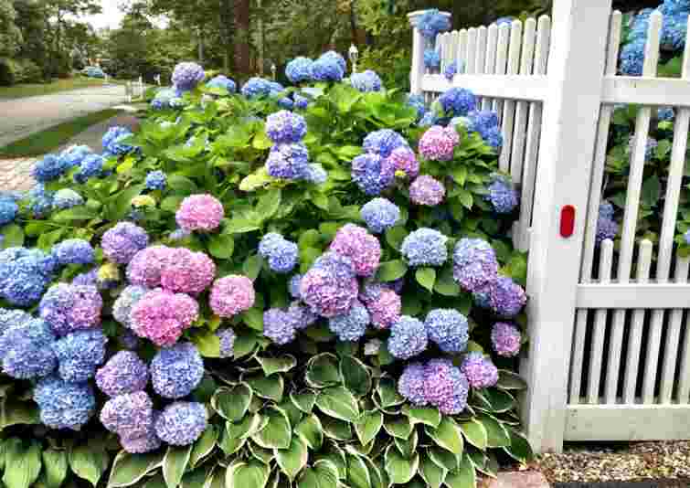 Змінити колір гортензії дуже легко: ефективні поради для яскравого результату