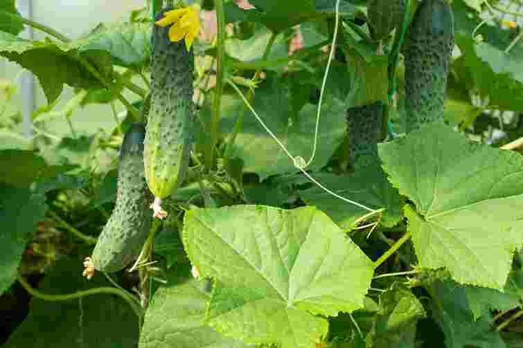 Огірки для посіву в липні: найкращі сорти, які встигнуть дозріти до морозів
