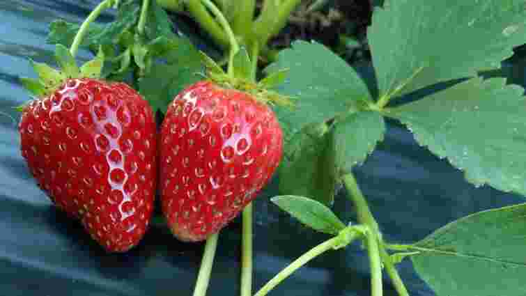 Що можна і не можна садити після полуниці: правила сівозміни