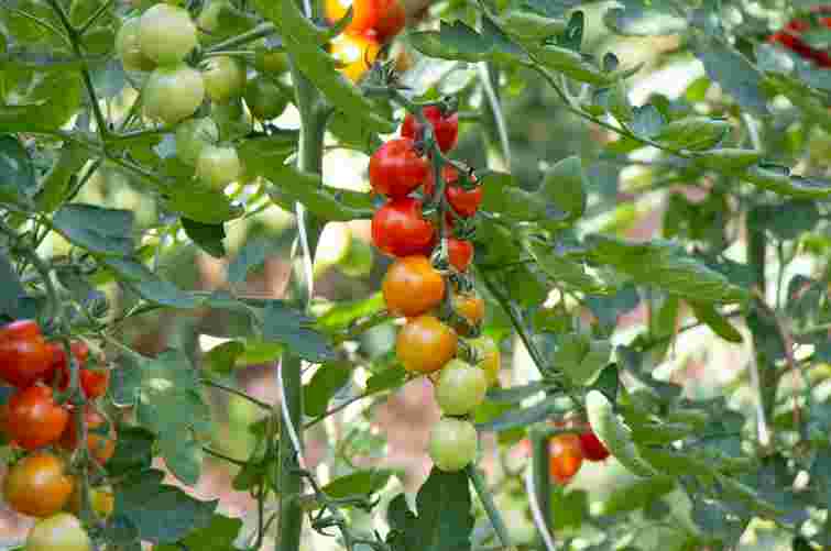 Чому гинуть помідори: головна помилка поливу в спекотні дні

