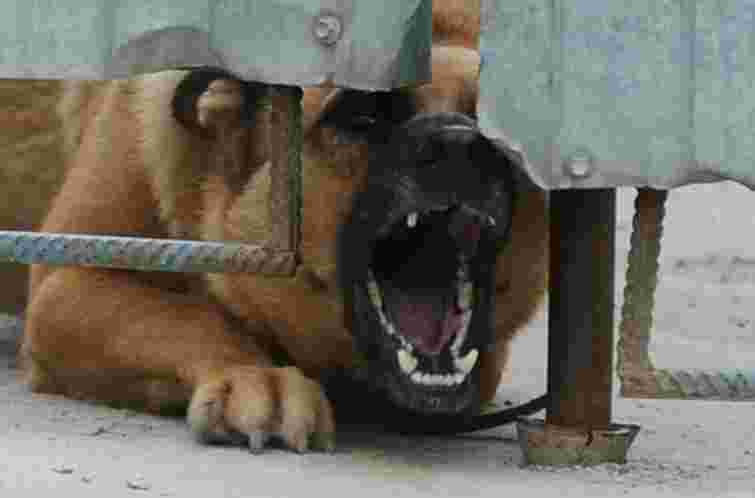 Суд конфіскував у прикарпатця вівчарку, яка вкусила 10-річну дівчинку