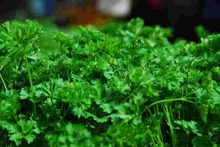 Що робити, якщо петрушка жовтіє: поради для порятунку зелені