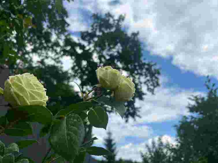 Дощі з градом і спека: яку погоду прогнозують у Львові на тиждень