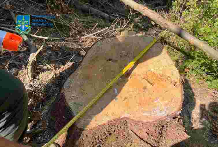 На Закарпатті в лісгоспі незаконно вирубали дерева на 500 тис. грн