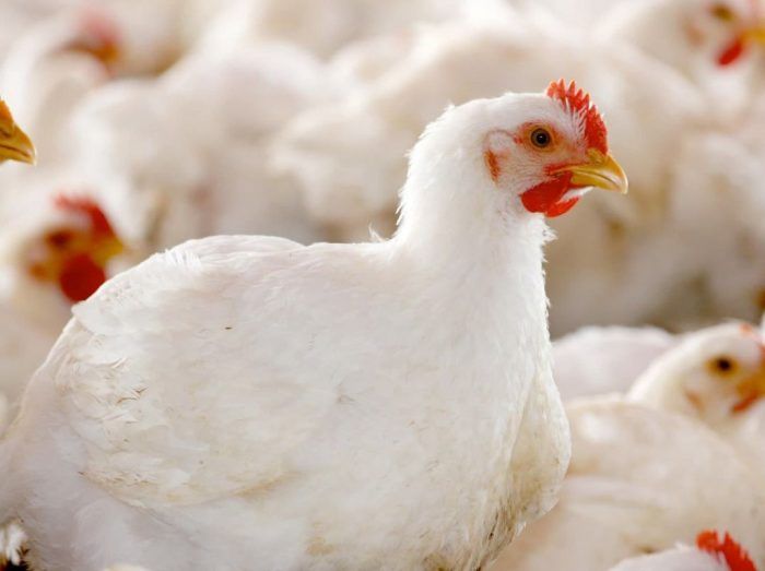 На фермі одночасно утримуватимуть майже 78 тис. голів птиці породи Ross 308