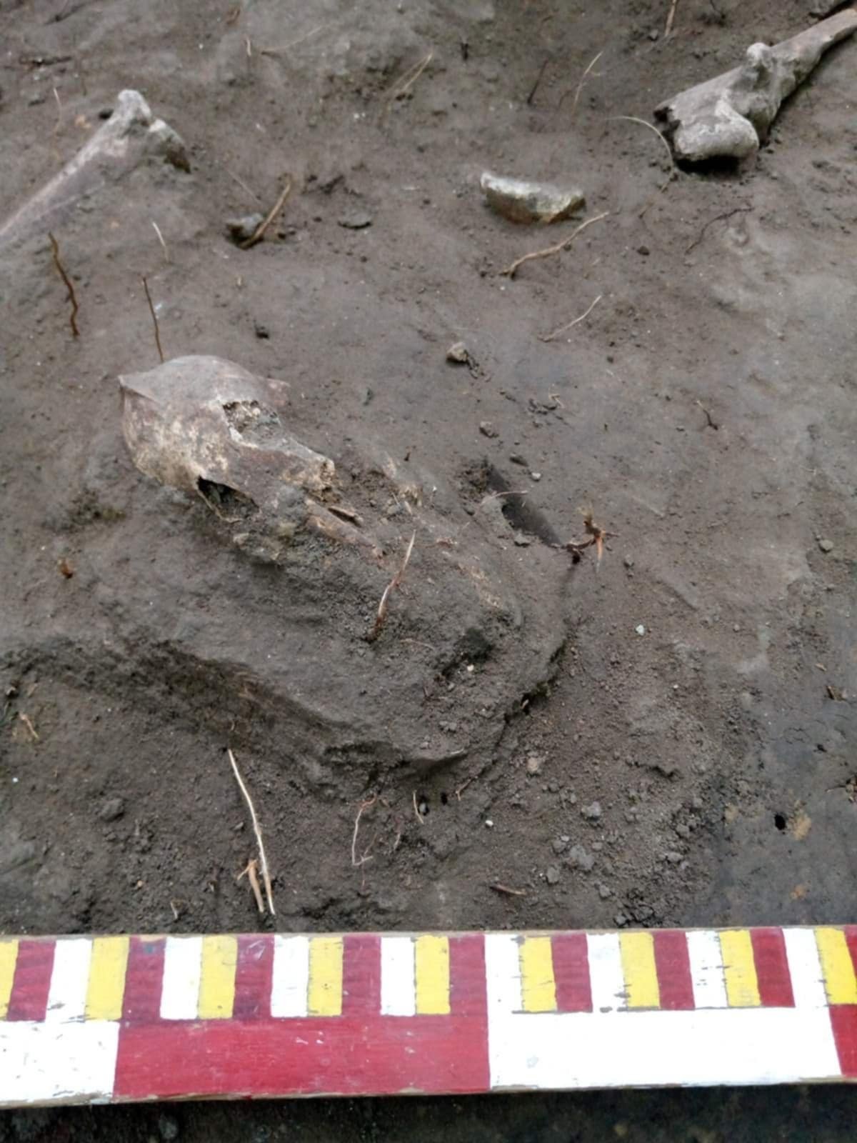 Череп вівці