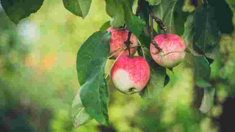 Яблука масово опадають ще до дозрівання: врятувати урожай ще не пізно Яблука масово опадають ще до дозрівання: врятувати урожай ще не пізно