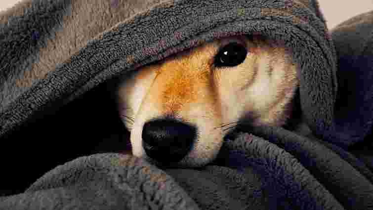 Чому ваш собака тремтить: серйозні причини, які не можна ігнорувати