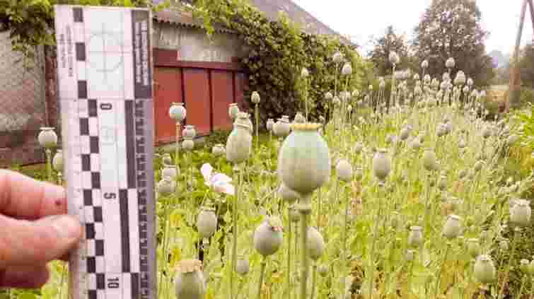 На Прикарпатті чиновницю міськради оштрафували за вирощування маку