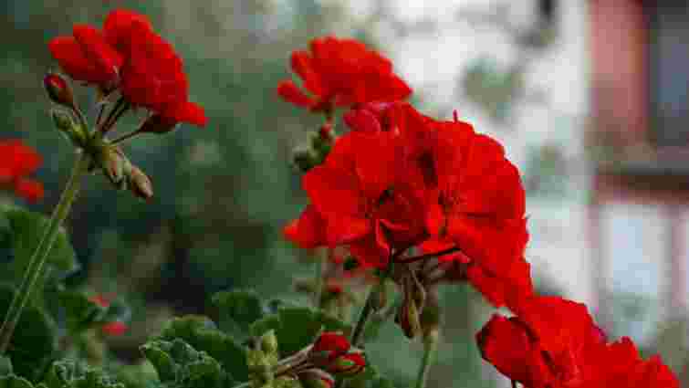 Герань не цвіте: ці поширені помилки може зробити кожен