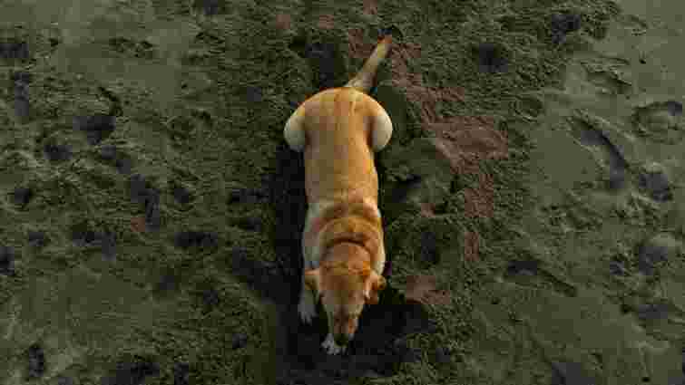 Собака риє ями не просто так: розкриваємо причини такої поведінки 